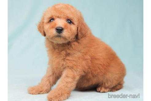 成約済の東京都のトイプードル-202101の4枚目